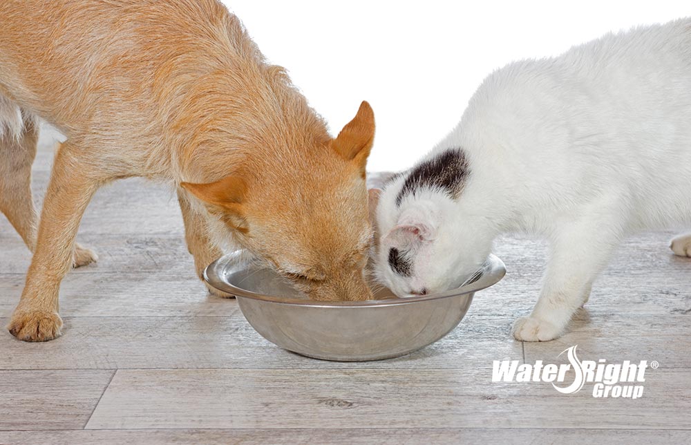 cat-dog-drinking-water