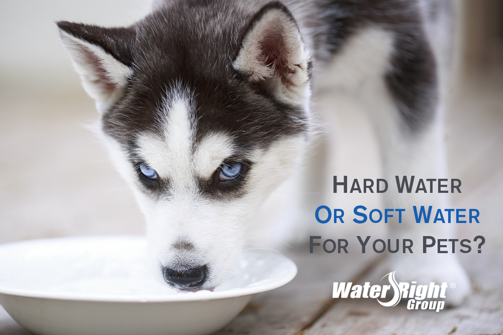 dogs and cats hard or soft water?